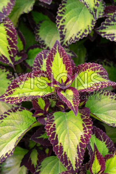 Coleus scutellarioides Stained Glassworks Velvet
