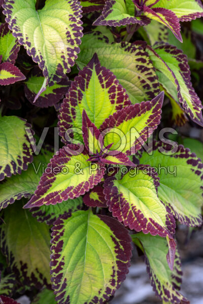 Coleus scutellarioides Stained Glassworks Velvet Coleus scutellarioides Stained Glassworks Velvet