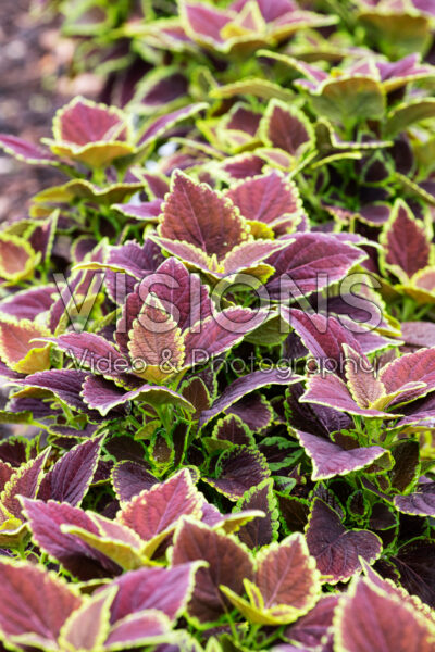 Coleus scutellarioides Talavera Chocolate Mint