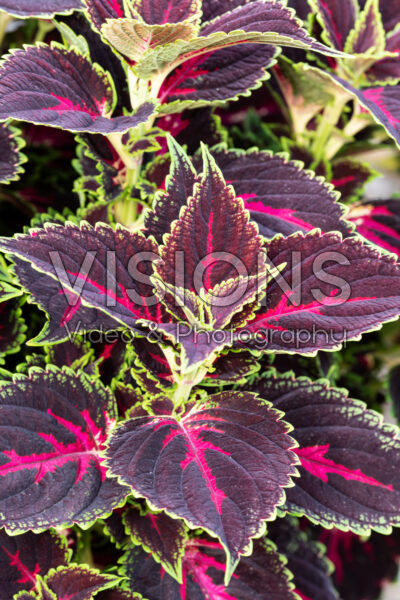 Coleus scutellarioides Talavera Pink Tricolor