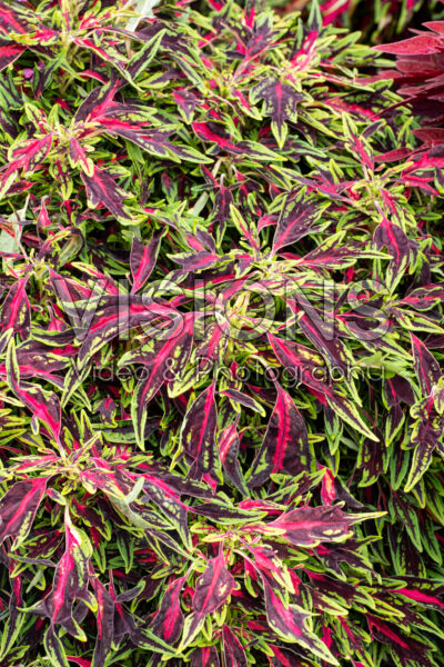 Coleus scutellarioides Terrascape All That Jazz 