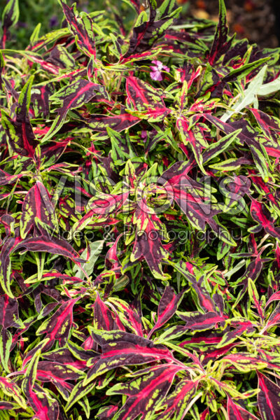 Coleus scutellarioides Terrascape All That Jazz 