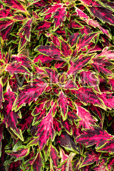 Coleus scutellarioides Terrascape All That Lava Coleus scutellarioides Terrascape All That Lava