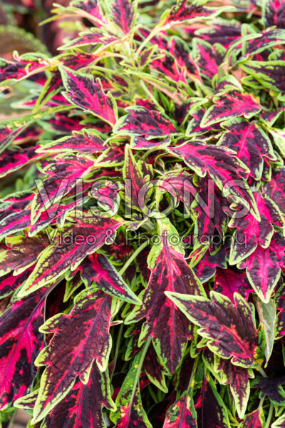 Coleus scutellarioides Terrascape All That Lava