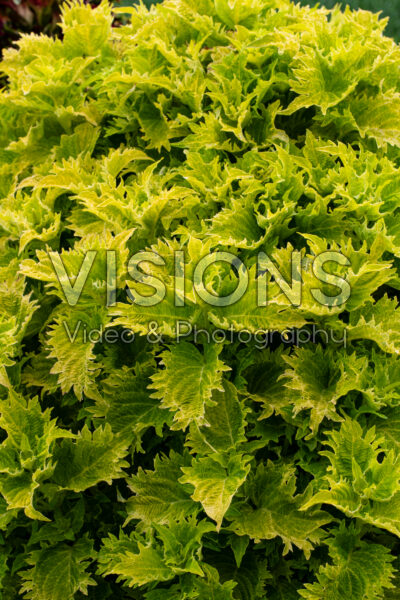 Coleus scutellarioides TerraScape Lime n Shine