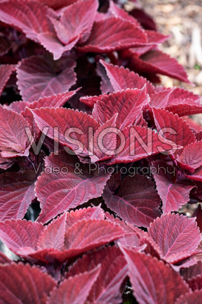 Coleus scutellarioides TerraScape Midnight Majesty