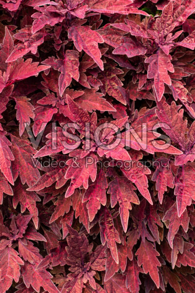 Coleus scutellarioides TerraScape Paprika