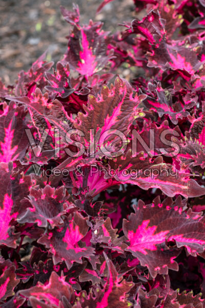 Coleus scutellarioides TerraScape Pink Ribbons