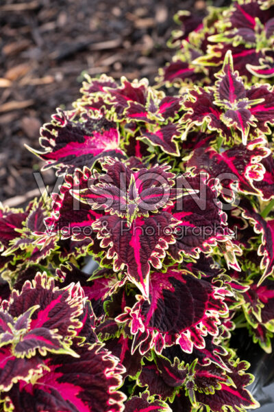 Coleus scutellarioides TerraScape Queen Coleus scutellarioides TerraScape Queen