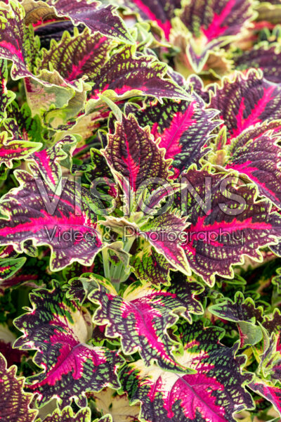 Coleus scutellarioides TerraScape Royal Delight Coleus scutellarioides TerraScape Royal Delight
