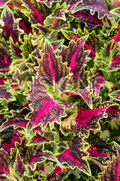 Coleus scutellarioides TerraScape Royal Delight