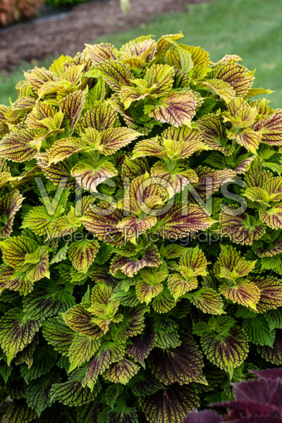 Coleus scutellarioides TerraScape Solar Fire