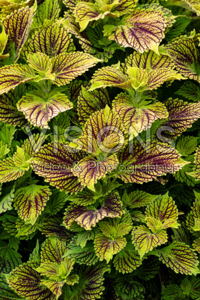 Coleus scutellarioides TerraScape Solar Fire