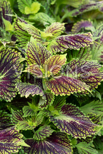 Coleus scutellarioides TerraScape Solar Fire Coleus scutellarioides TerraScape Solar Fire