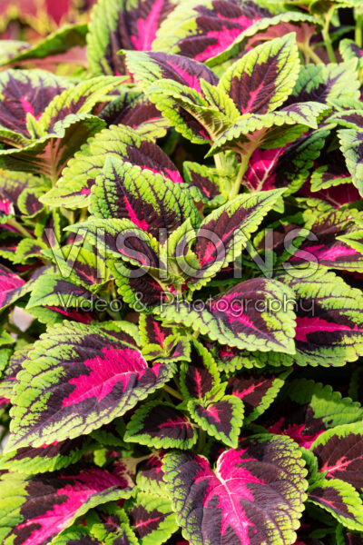 Coleus scutellarioides Volcanica™ French Quarter 