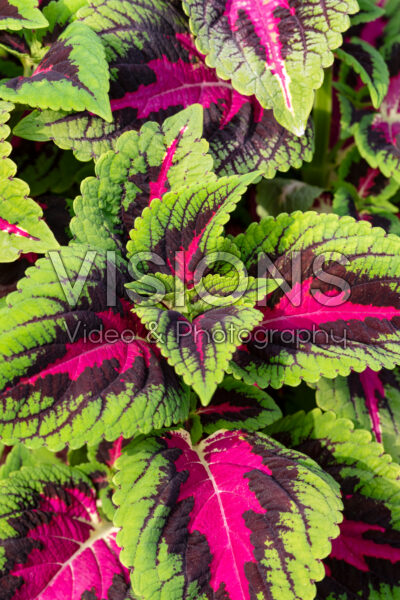 Coleus scutellarioides Volcanica™ French Quarter 