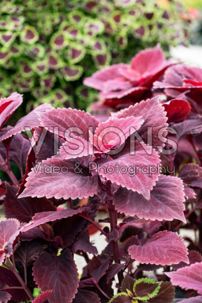 Coleus scutellarioides Volcanica™ Redhead