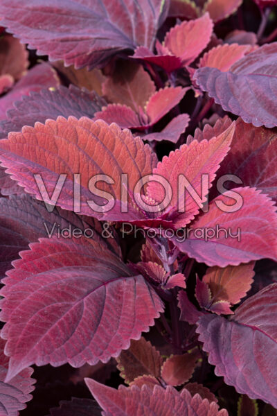 Coleus scutellarioides Volcanica™ Redhead