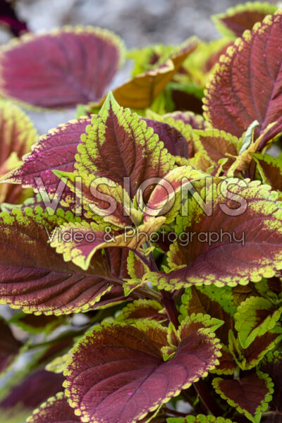 Coleus scutellarioides Volcanica™ Trusty Rusty 