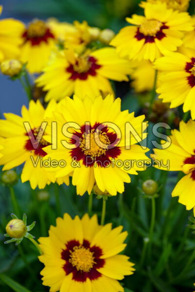 Coreopsis grandiflora Radiant Velvet in Gold