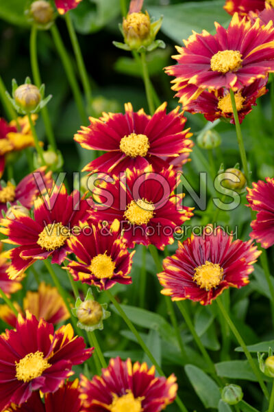 Coreopsis UpTick™ Red