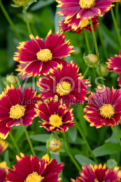 Coreopsis UpTick™ Red Coreopsis UpTick™ Red