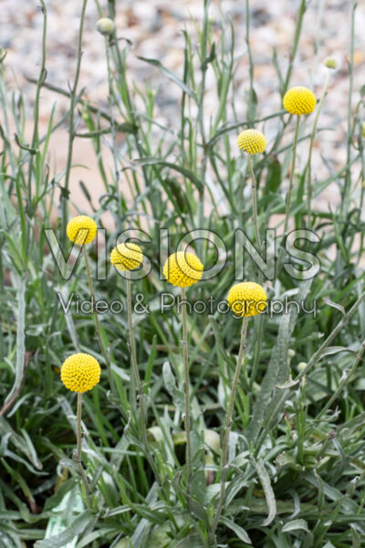 Craspedia globosa Solarpop