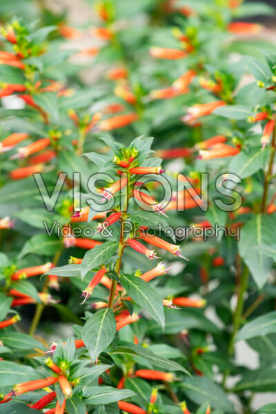 Cuphea Vermillionaire