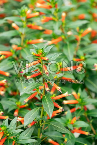 Cuphea Vermillionaire