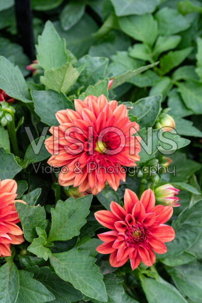 Dahlia Dahlietta® Rachel 