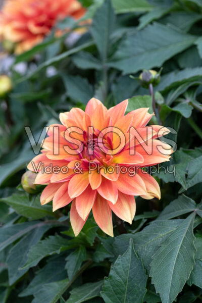 Dahlia Dalaya Apricot 