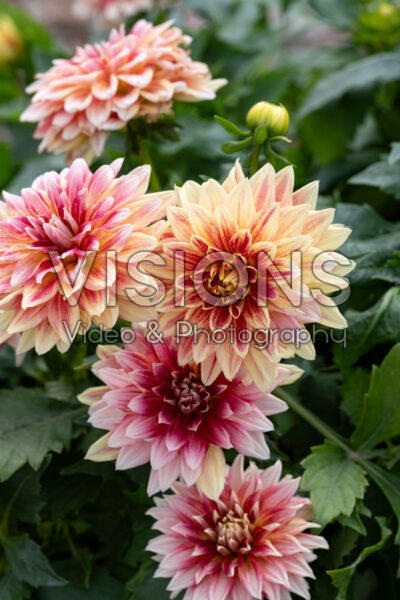 Dahlia coccinea Hypnotica® Candy Corn