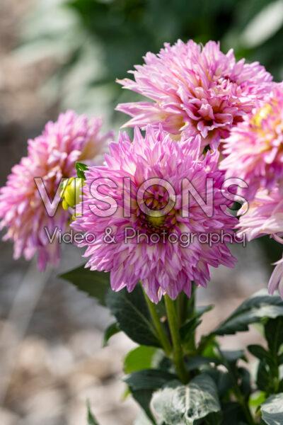 Dahlia Venti Pink White Eye