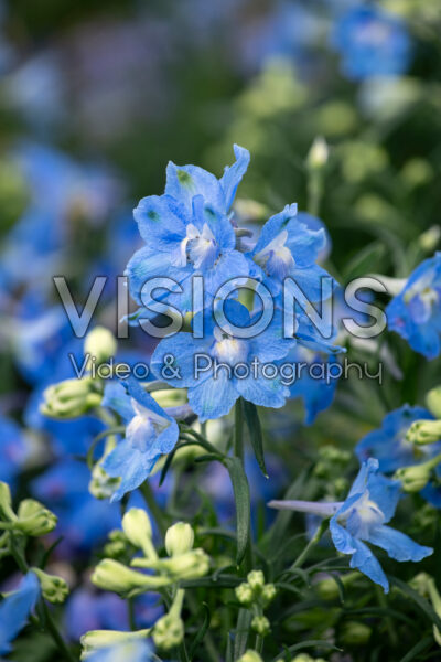 Delphinium grandiflorum Summer Blues Delphinium grandiflorum Summer Blues