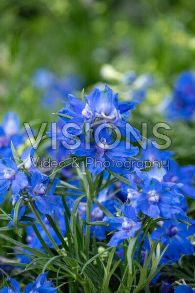 Delphinium grandiflorum Summer Night