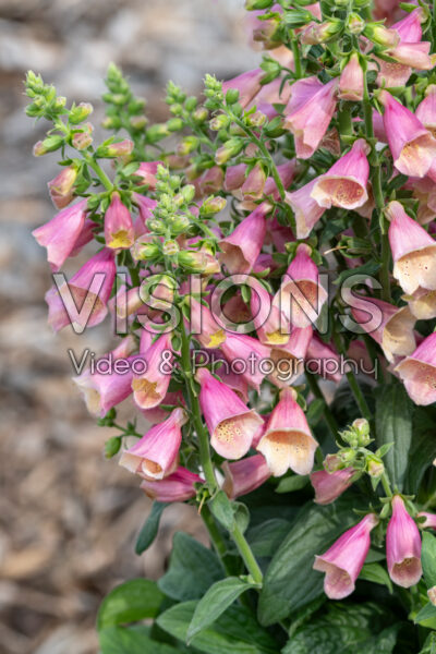 Digitalis Arctic Fox Rose