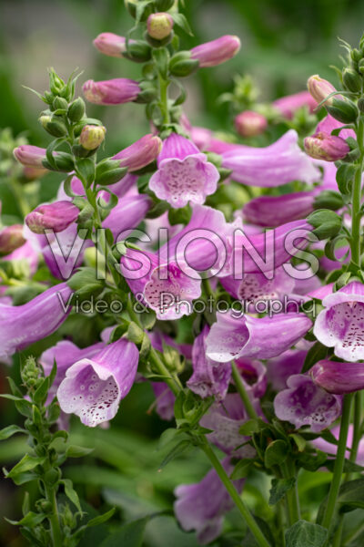 Digitalis purpurea Dalmatian Purple Digitalis purpurea Dalmatian Purple