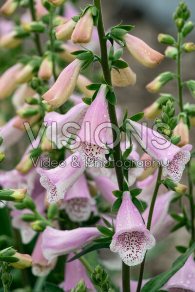 Digitalis purpurea Hanabee Pink