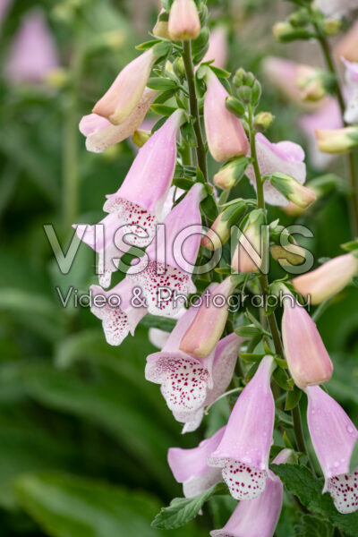 Digitalis purpurea Hanabee Pink