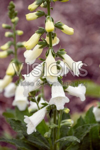 Digitalis purpurea Hanabee White