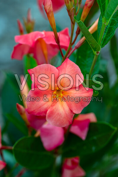 Mandevilla Sun Parasol® FiredUp™ Orange