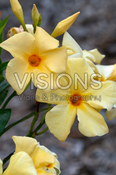 Mandevilla Sun Parasol® Sunbeam Yellow