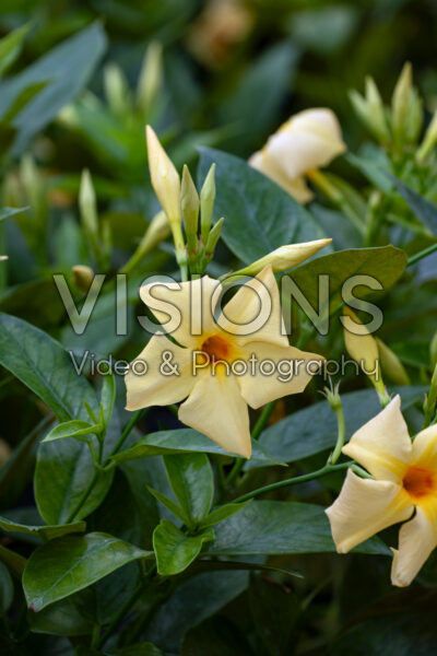 Mandevilla Sun ParasolĀ® Sunbeam Yellow Mandevilla Sun ParasolĀ® Sunbeam Yellow