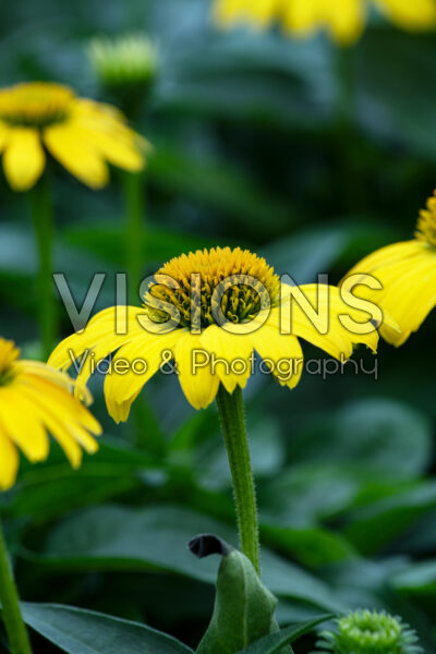 Echinacea Sombrero Lemon Yellow Improved