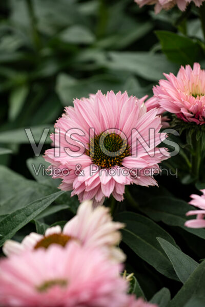 Echinacea SunSeekers Salmon