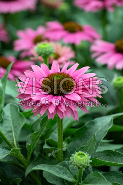 Echinacea SunSeekers Sweet Fuchsia