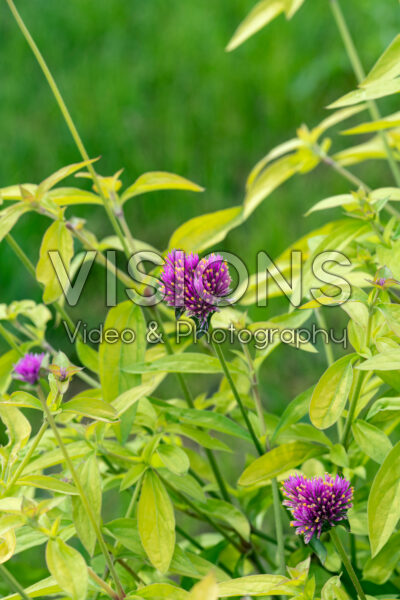 Gomphrena globosa Cosmic Flare