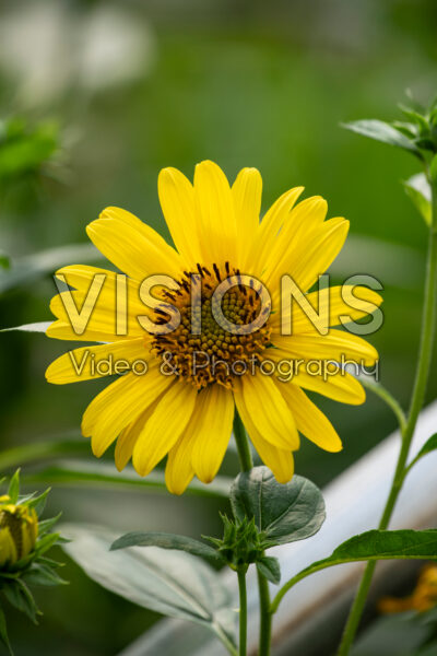 Helianthus decapetalus Suncatcher
