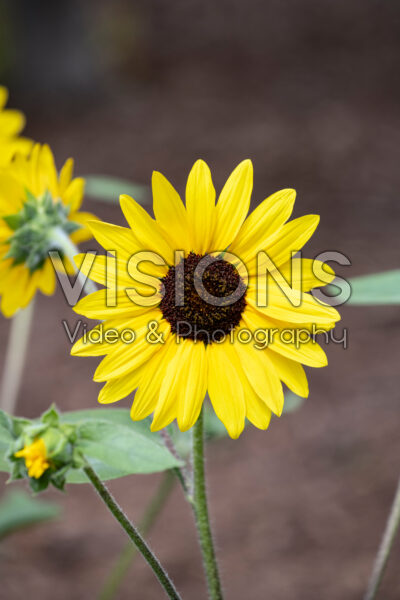 Helianthus annuus Sunfinity® Yellow Dark Center 