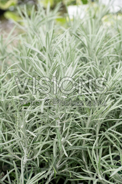 Helichrysum thianschanicum Icicles